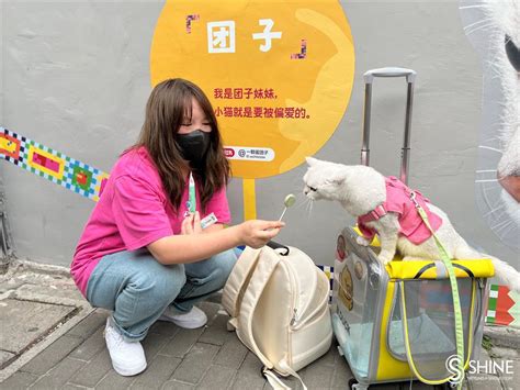 上海 ホテル おすすめ そして、なぜかそこにいる猫の話